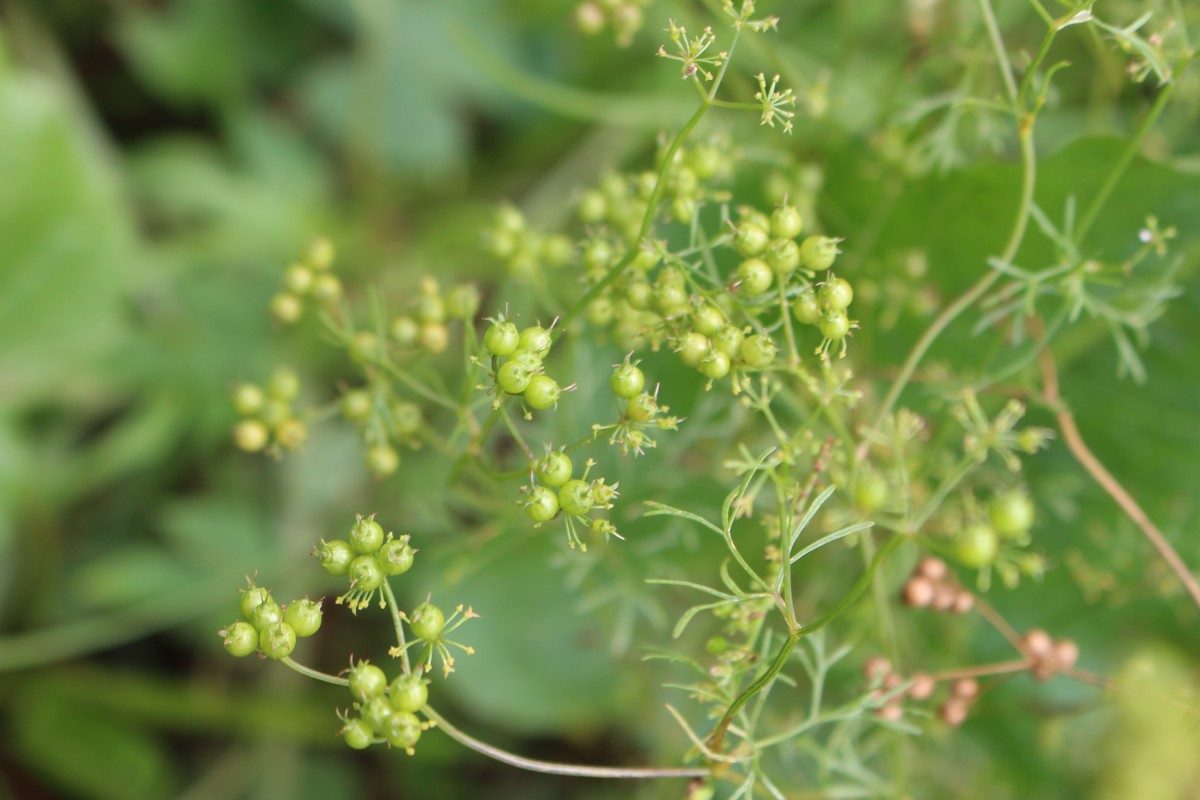 Coriandrum sativum L.